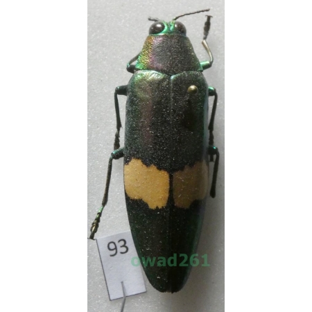 Chrysochroa saundersii Saunders, 1866 Thailand93
